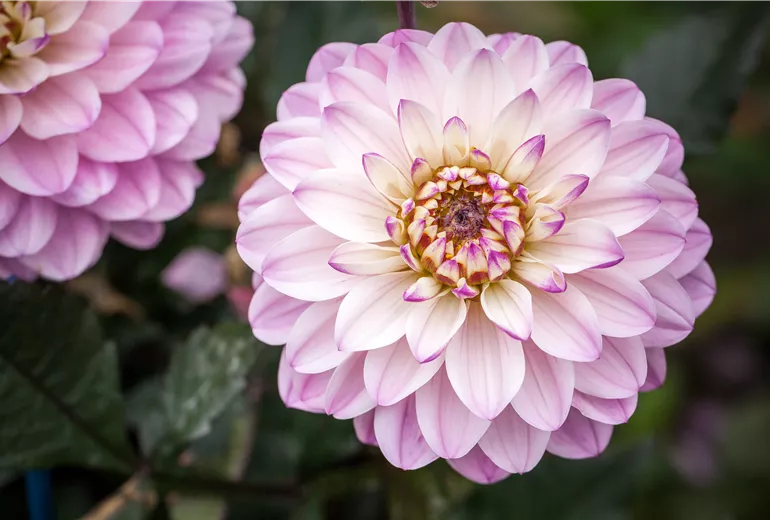 Dahlia